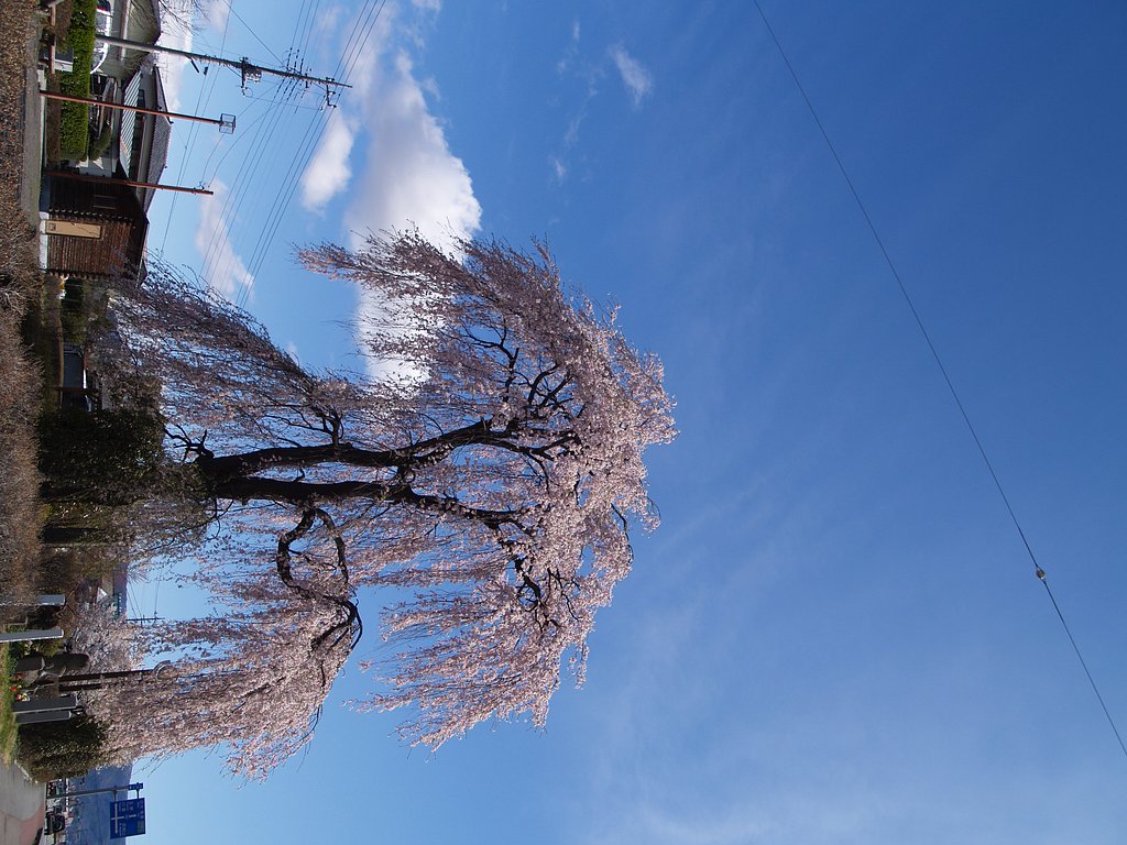 桜はまだかいな　その後の後の後