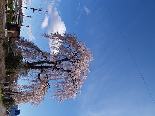 桜はまだかいな　その後の後の後
