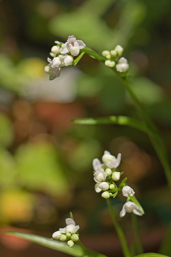 小さなランの花