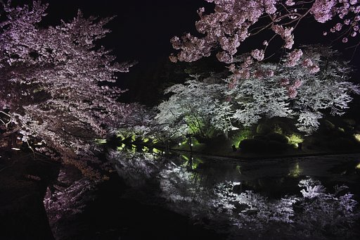 桜ライトアップ
