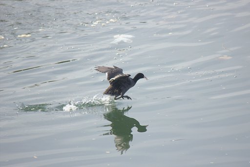 オオバンの着水２