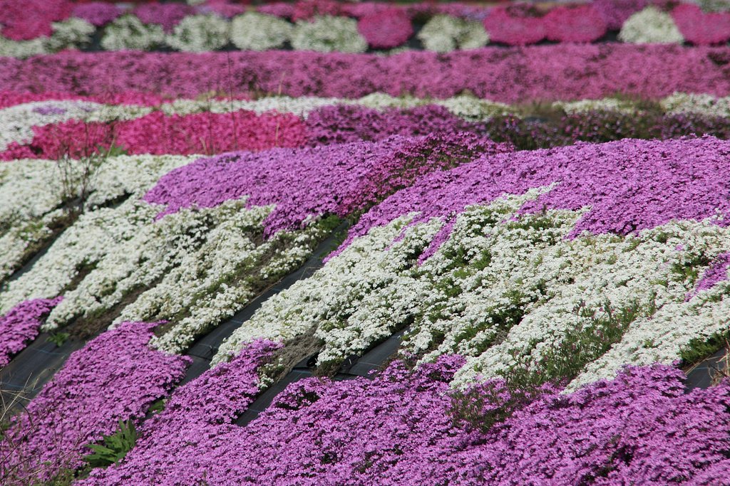 芝桜の里