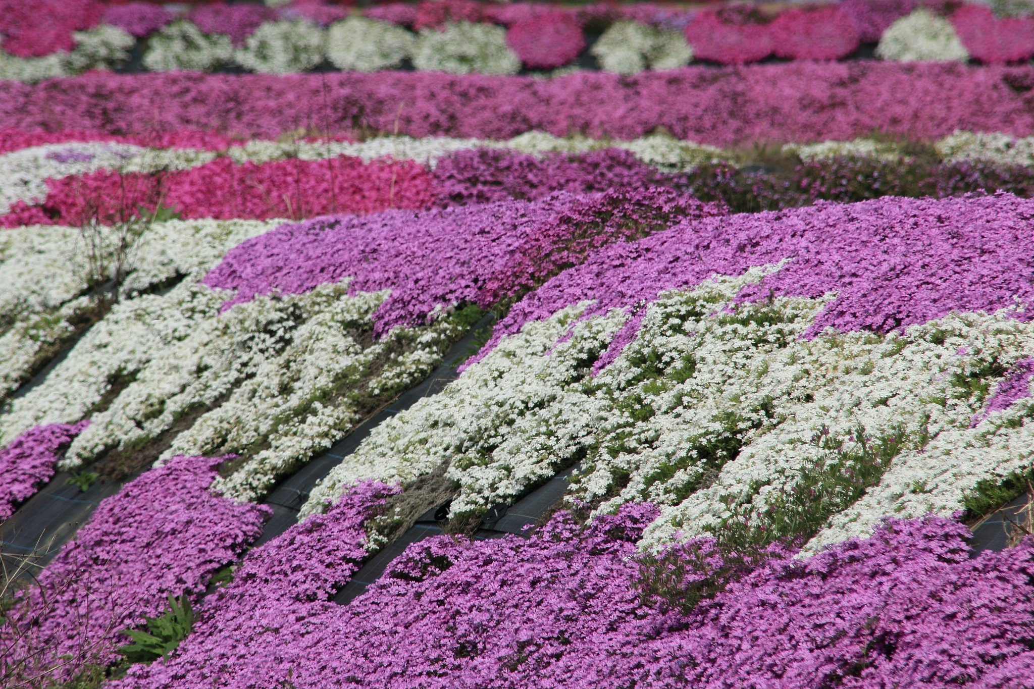 芝桜の里