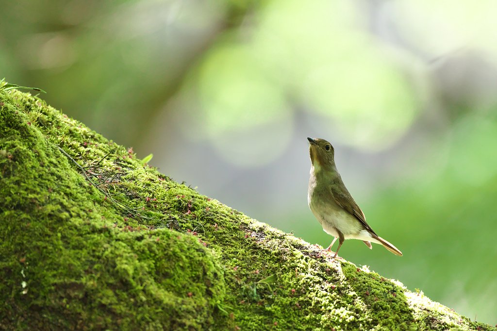 相方探しのオオルリ♀
