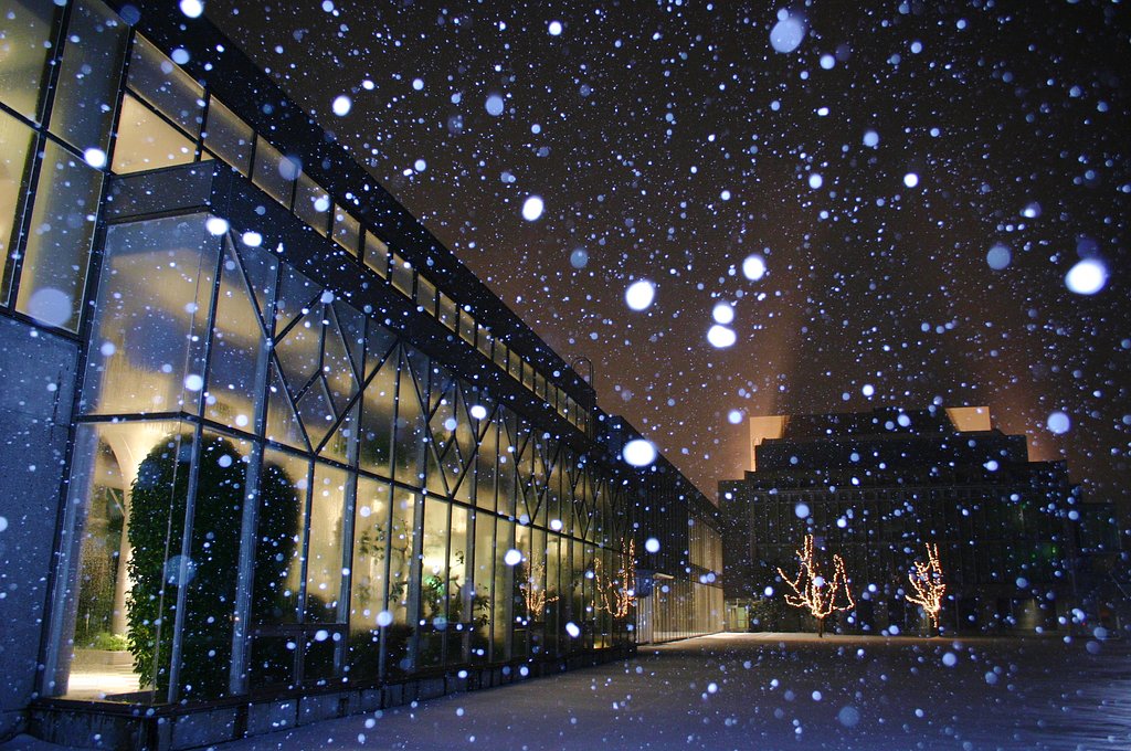 降りしきれ雪