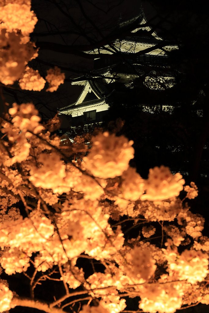 「夜桜と松本城」