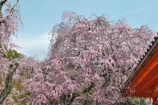 神苑の枝垂れ