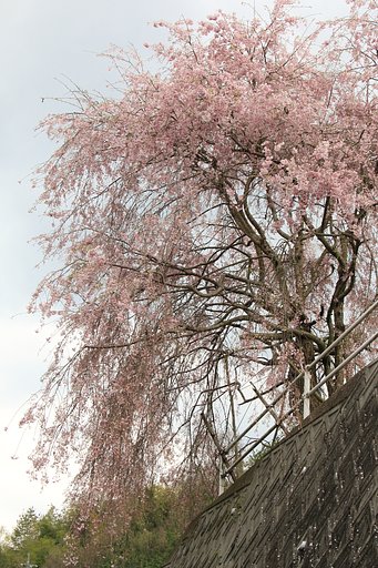 お化け桜２