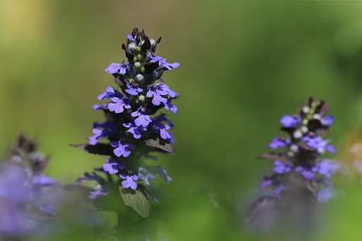 岩手の森にて：セイヨウジュウニヒトエ