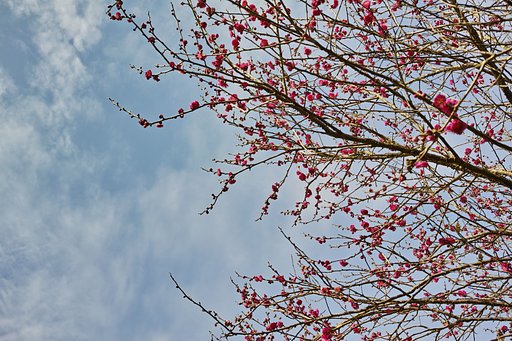 紅梅