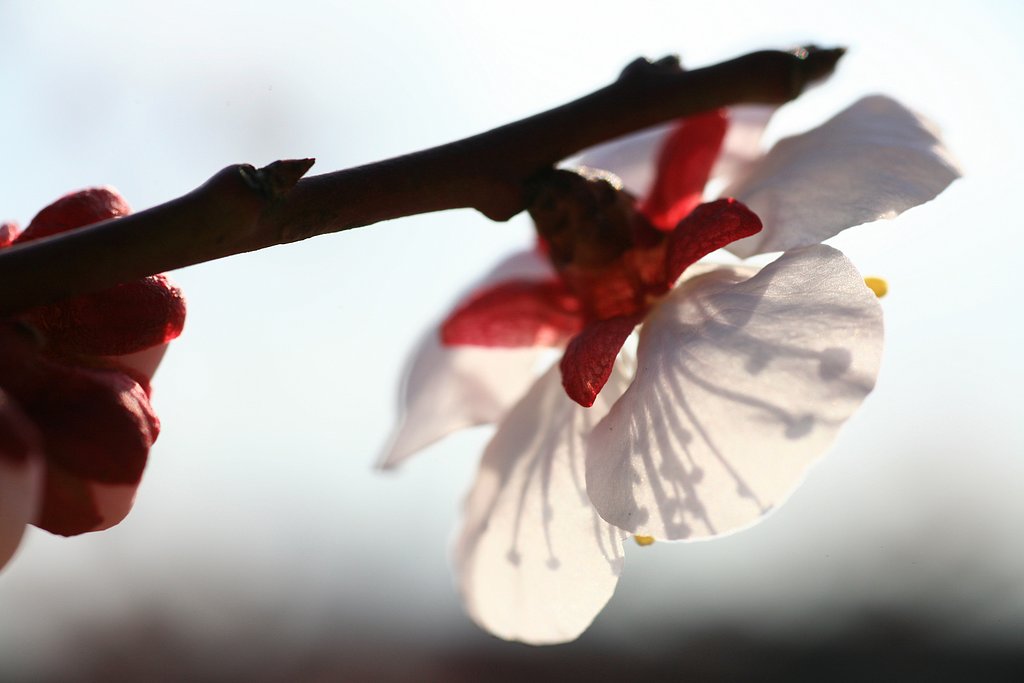 あなたのような花を見つけました
