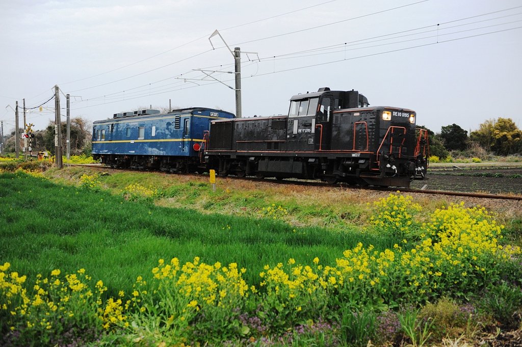 菜の花とマヤ検測車