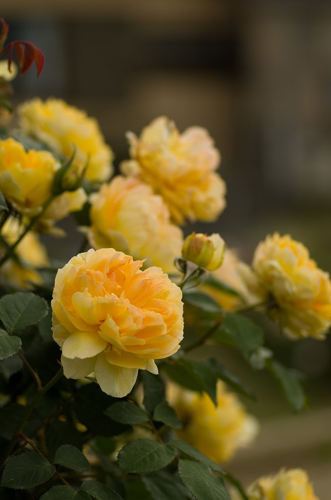 PENTAX-D FA MACRO 100mmF2.8 