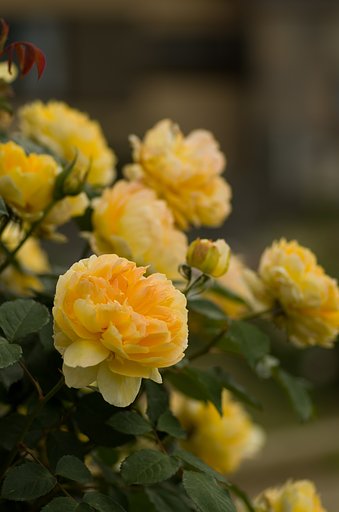 PENTAX-D FA MACRO 100mmF2.8 