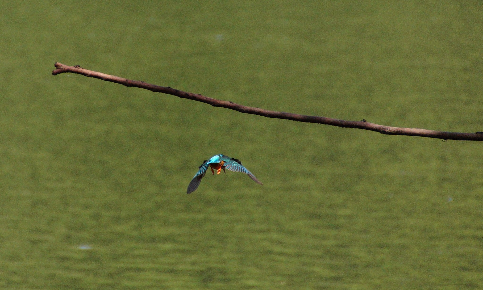 Kingfisher