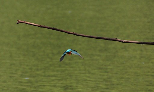 Kingfisher