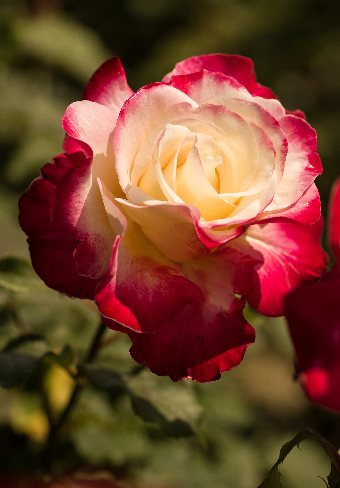 薔薇