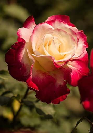 薔薇