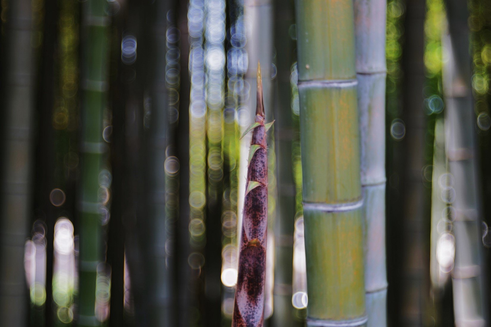 蘆花公園の竹林で・・・
