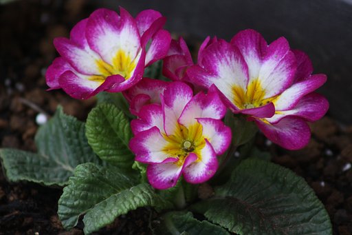 テストで花を（プリムラ）撮りました。