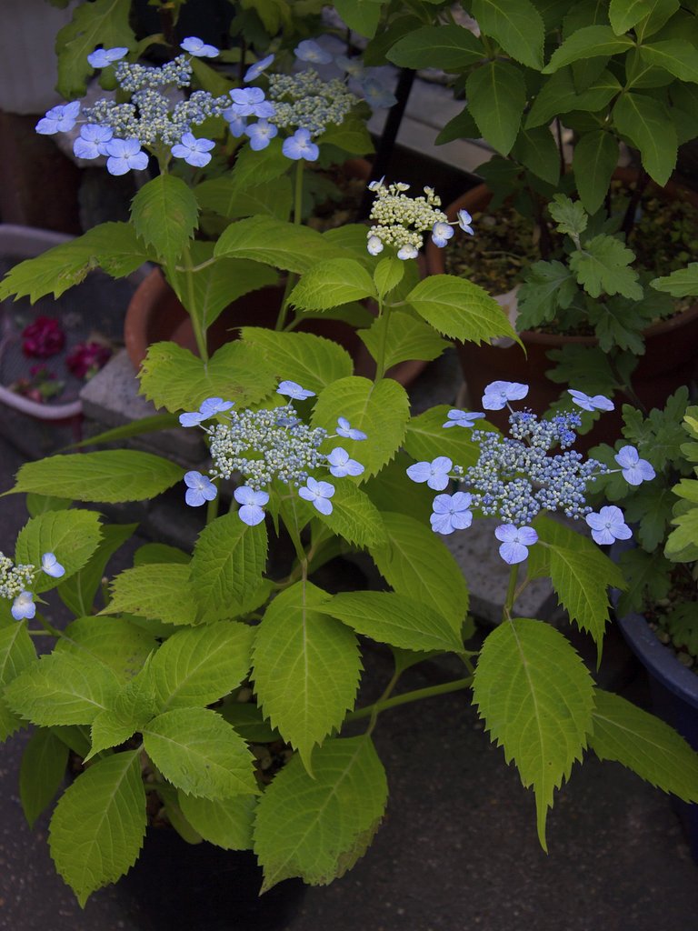 青の山紫陽花