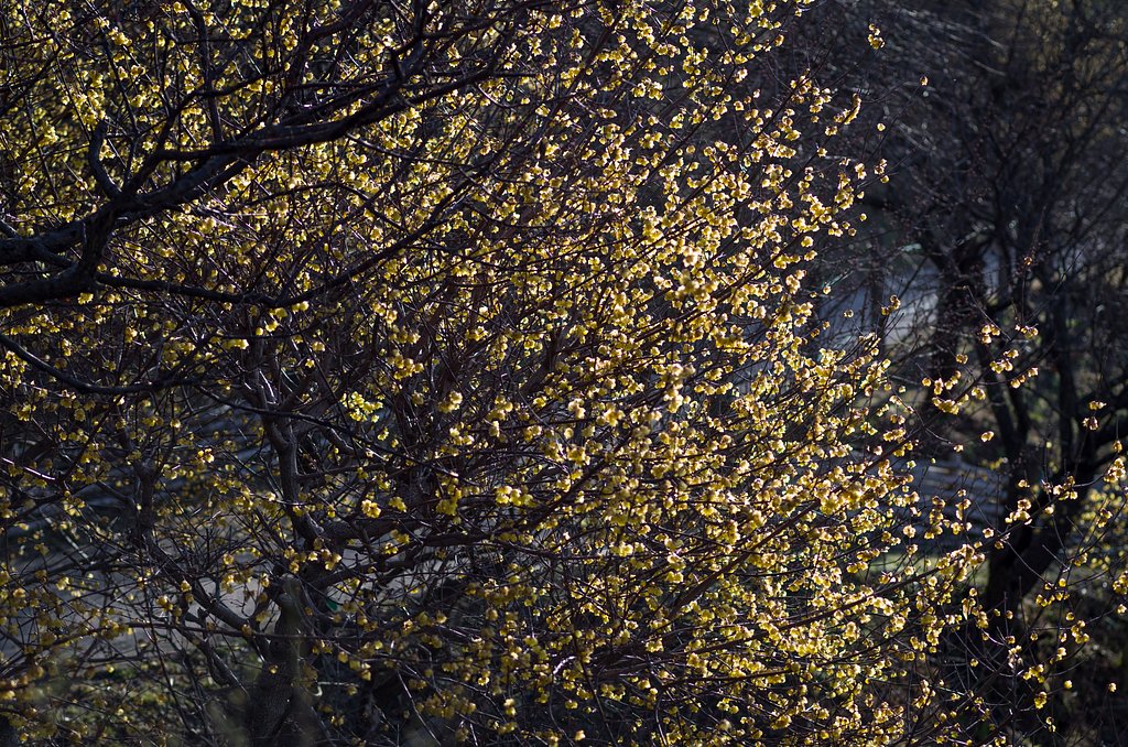 SIGMA MACRO 70mm F2.8 