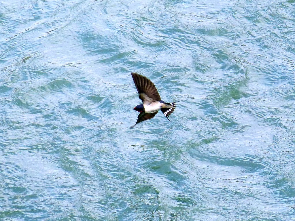 ツバメⅡ