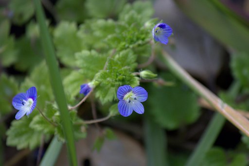 春の花