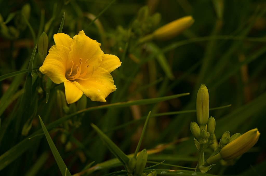 野萓草