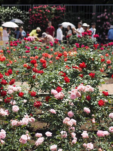 バラの花壇