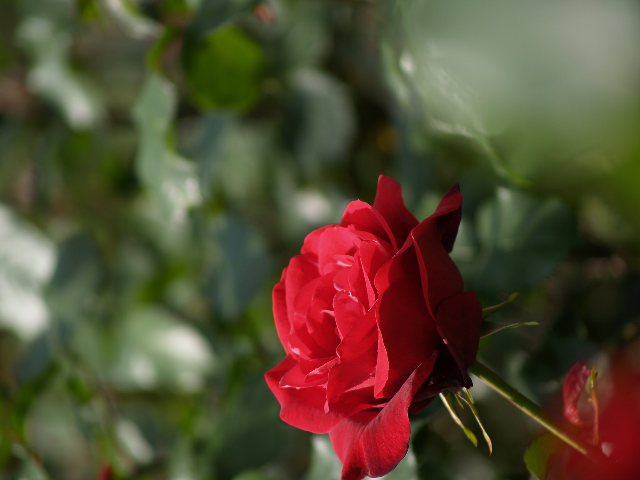 真っ赤な薔薇