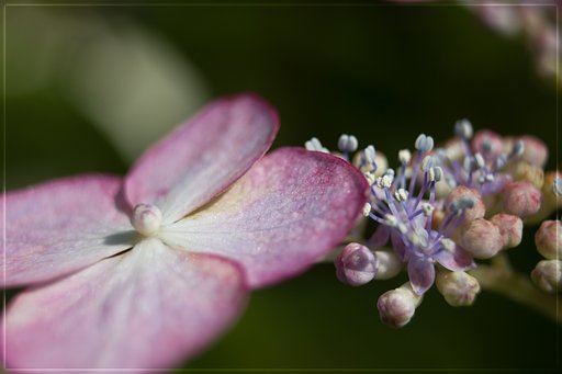 山紫陽花「甘茶」