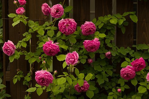 蔓薔薇
