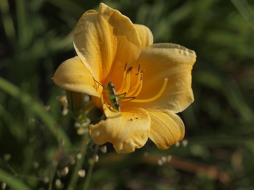 ノカンゾウ