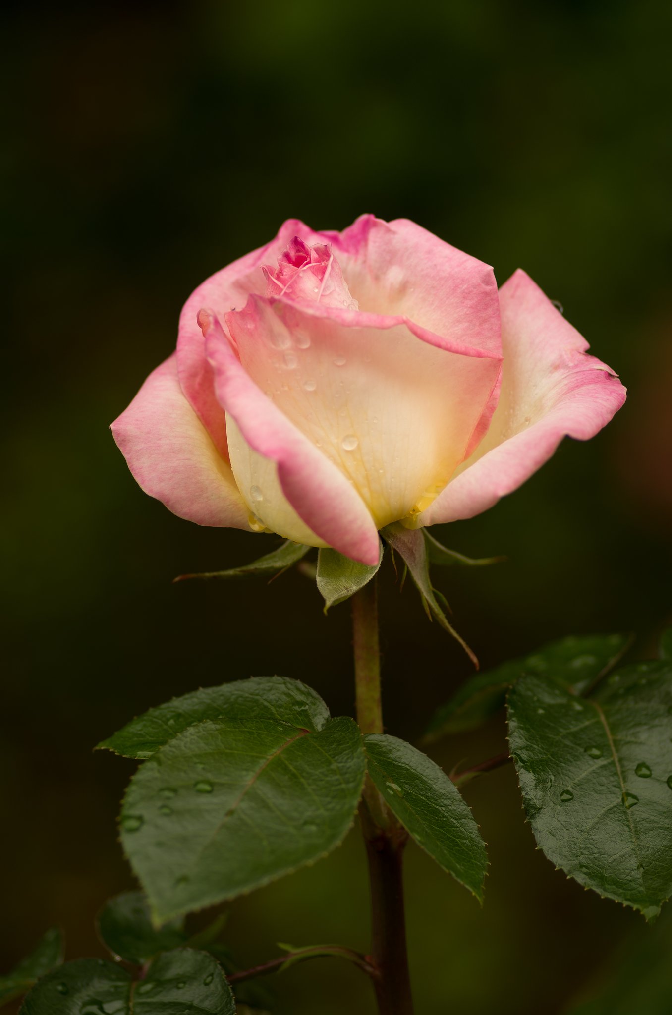 PENTAX-D FA MACRO 100mmF2.8 