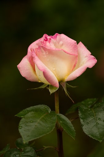 PENTAX-D FA MACRO 100mmF2.8 
