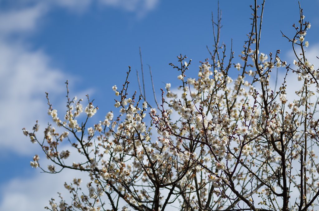 SIGMA MACRO 70mm F2.8