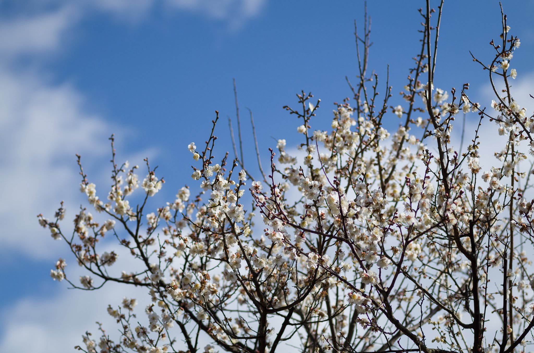 SIGMA MACRO 70mm F2.8