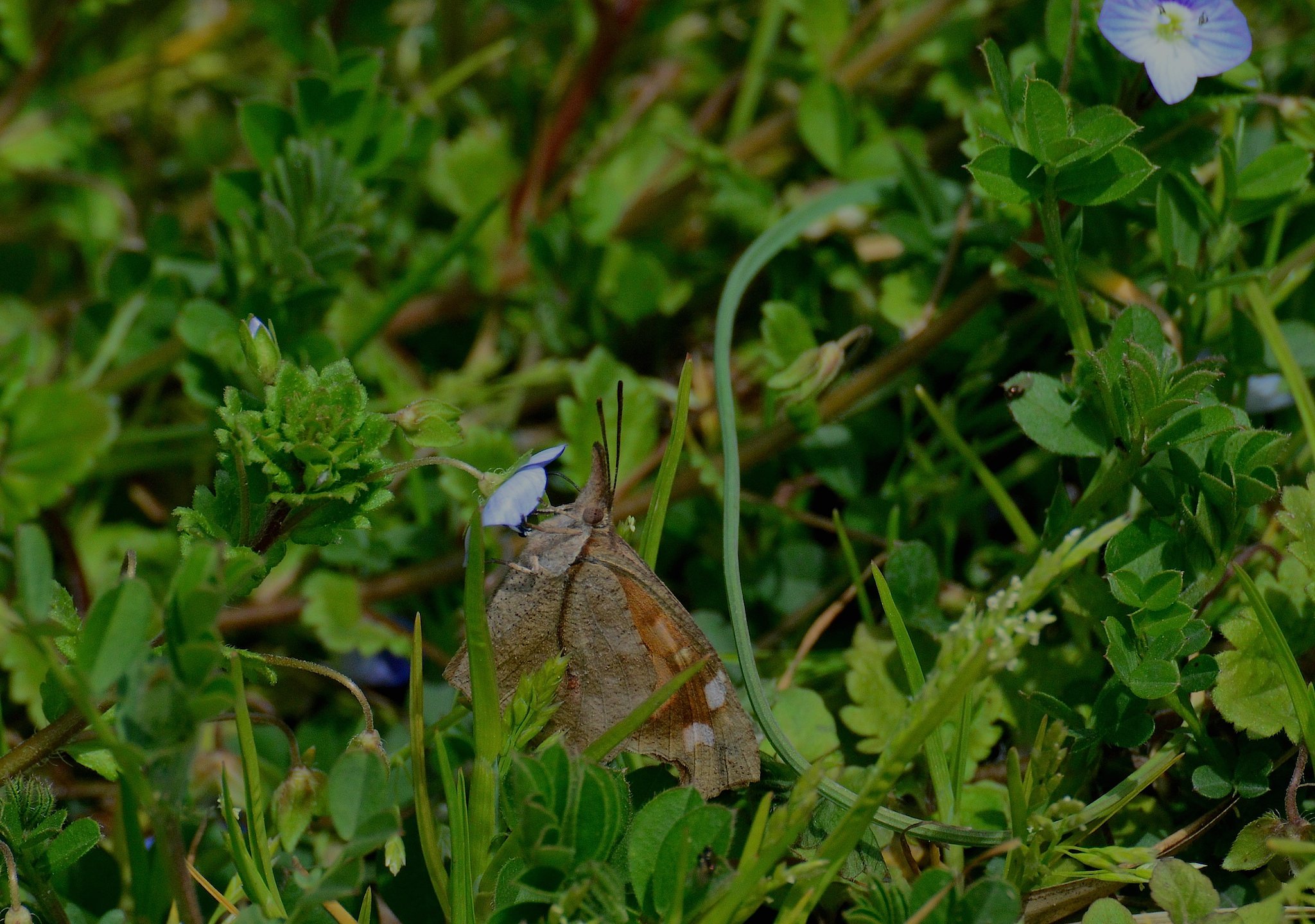 吸蜜に忙しい、テングチョウ