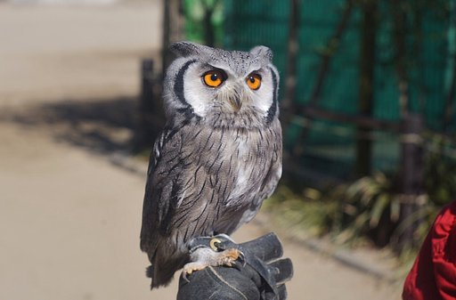 アフリカ・大コノハズク