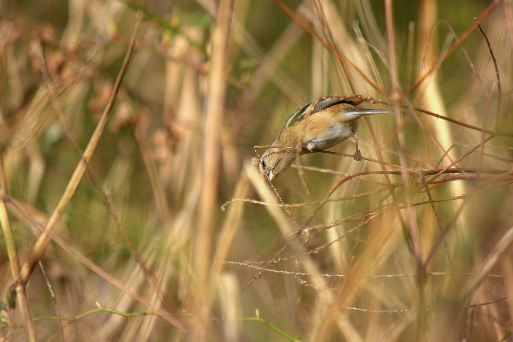 初めて撮った小鳥（ベニマシコ？）