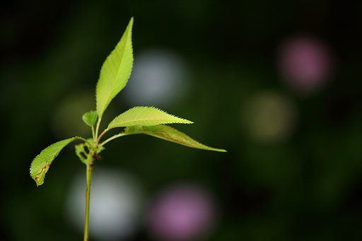 目に青葉