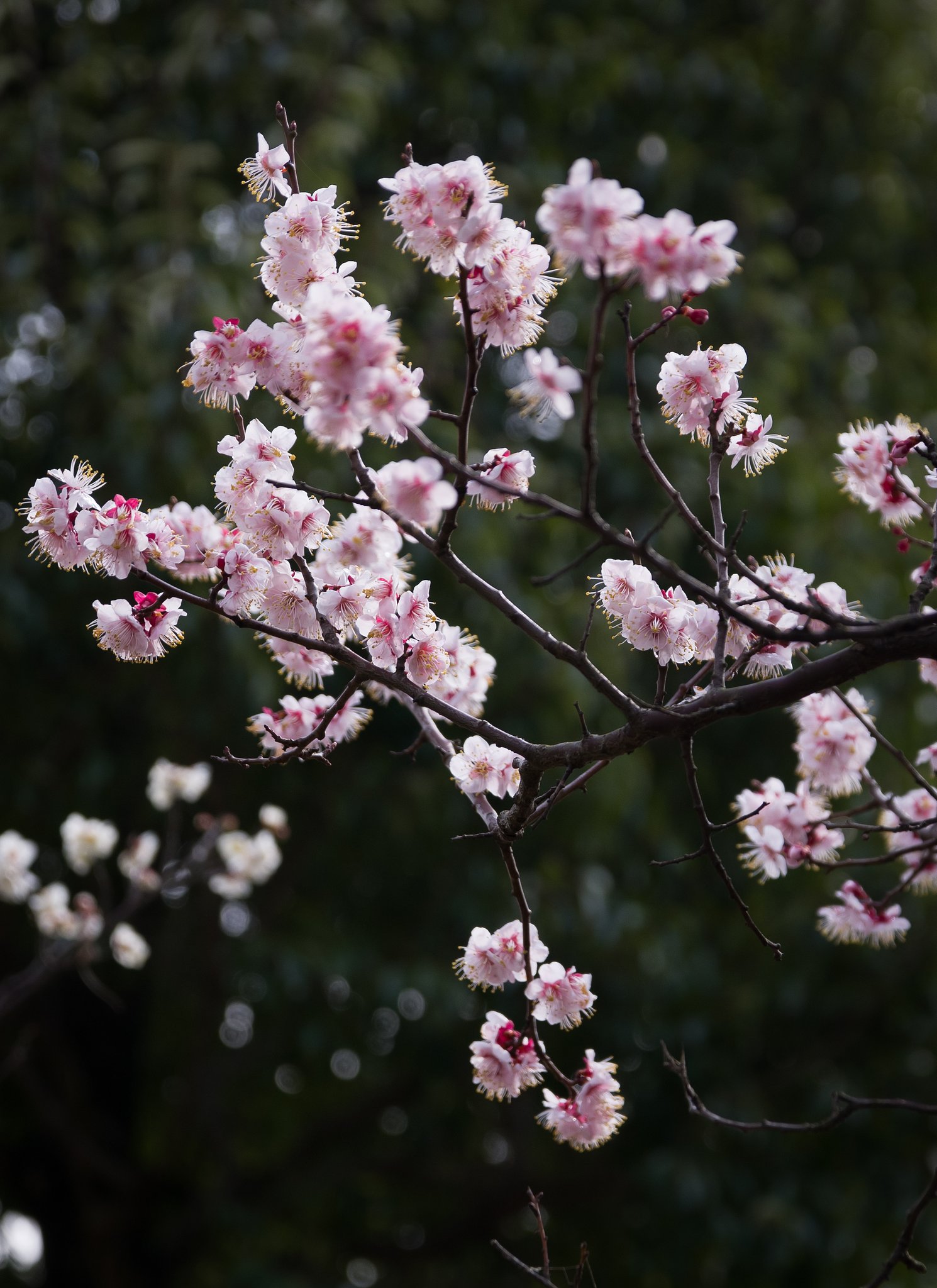 SIGMA 17-70mm F2.8-4 DC MACRO 
