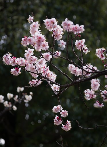 SIGMA 17-70mm F2.8-4 DC MACRO 