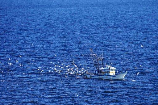 海ホタルから