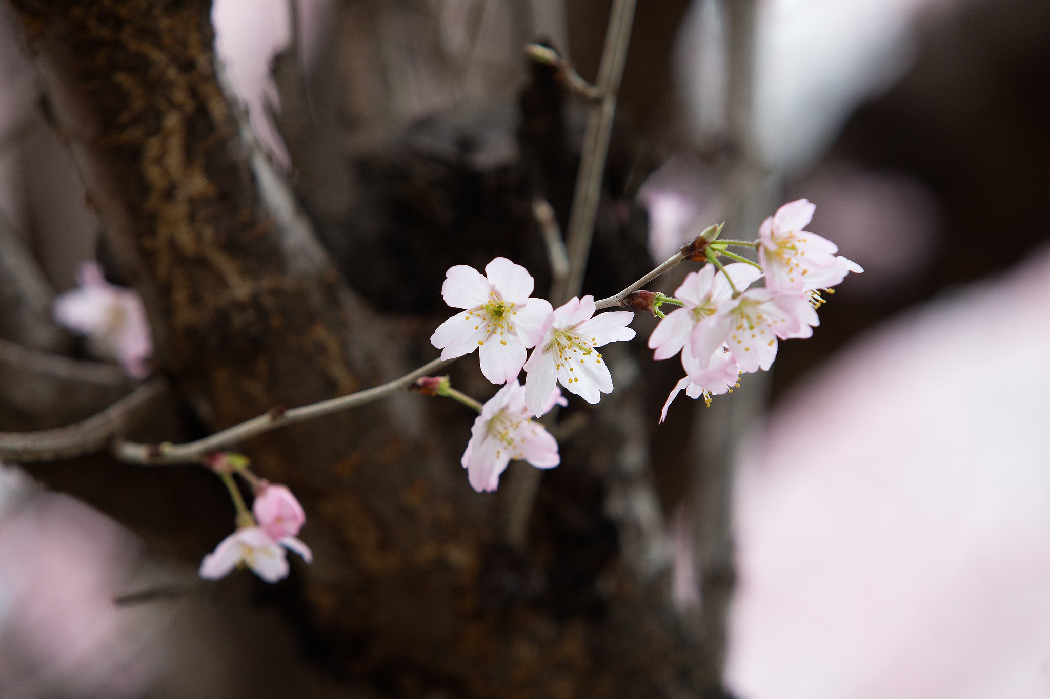 EF70-200mm F2.8 L