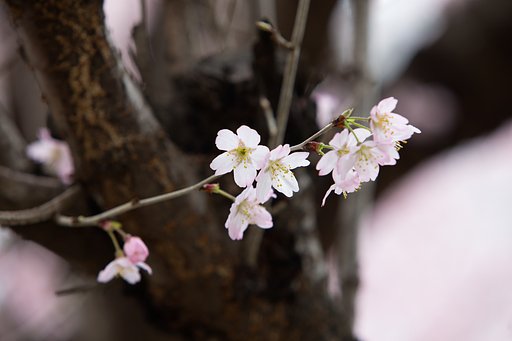EF70-200mm F2.8 L