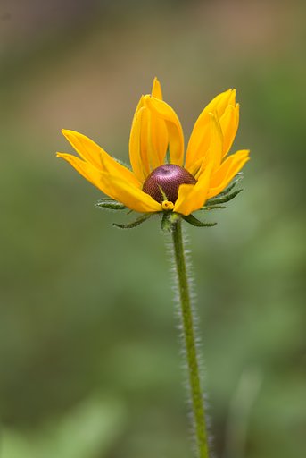 ミノルタα100mm F2.8マクロ