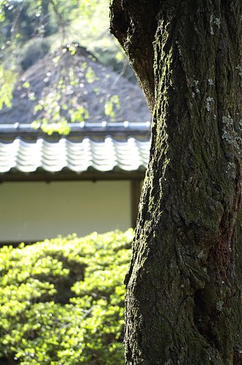 鎌倉ぶらぶらコース：浄智寺