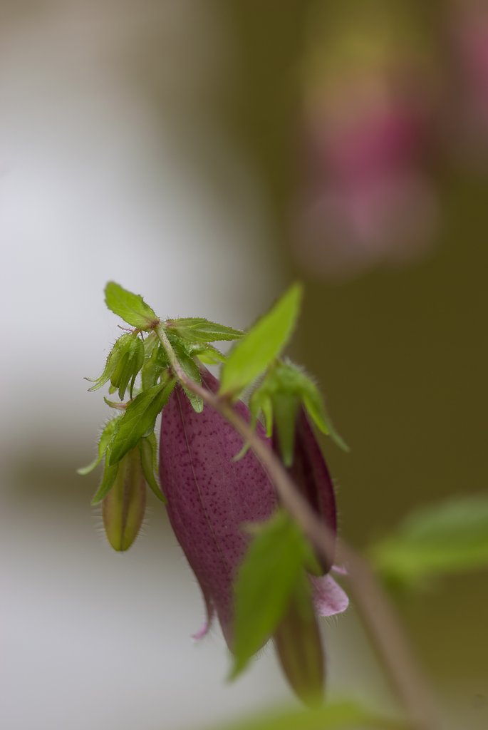 ミノルタ　α100mm F2.8マクロ